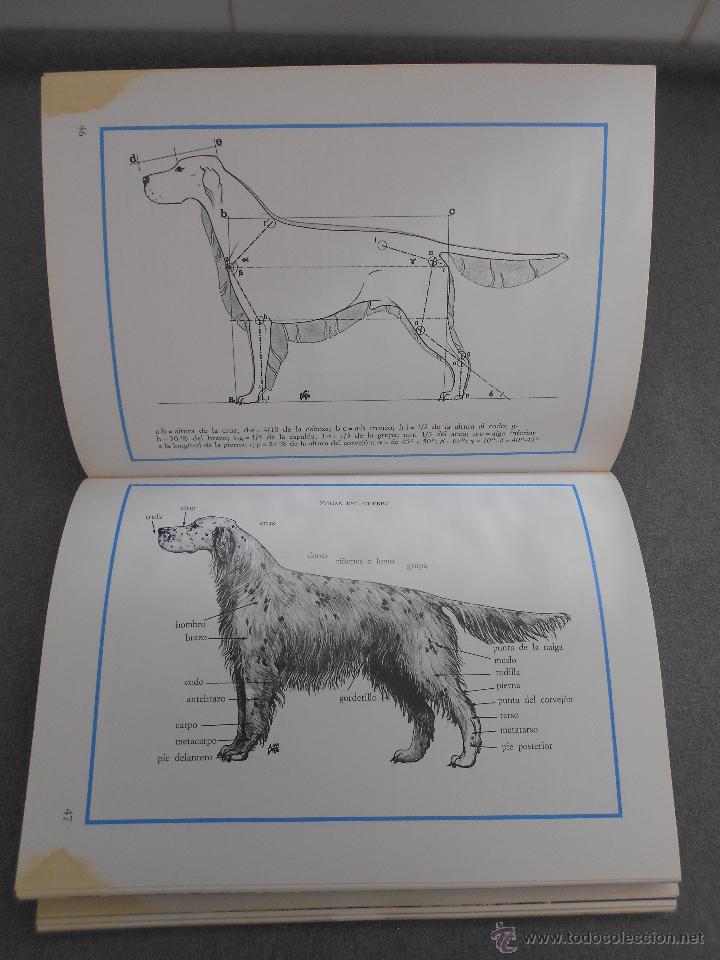 Libros de segunda mano: LOS SETTER - Foto 6