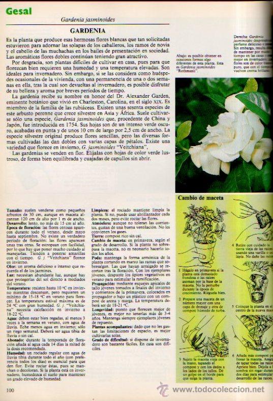 Libros de segunda mano: EL GRAN LIBRO GESAL PARA EL CUIDADO DE LAS PLANTAS DE INTERIOR - EDITORIAL BLUME, 1983 - Foto 6