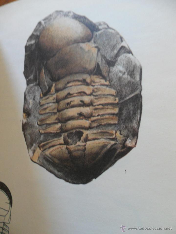 Libros de segunda mano: Fossiles. Rudolff Prokop. Ed. Gr&uuml;nd 1981 - Foto 2