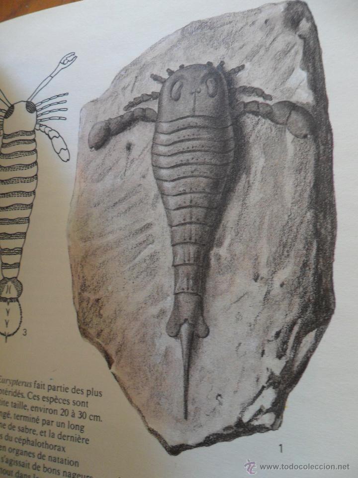Libros de segunda mano: Fossiles. Rudolff Prokop. Ed. Gr&uuml;nd 1981 - Foto 3