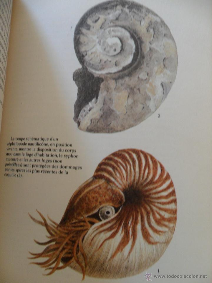 Libros de segunda mano: Fossiles. Rudolff Prokop. Ed. Gr&uuml;nd 1981 - Foto 4