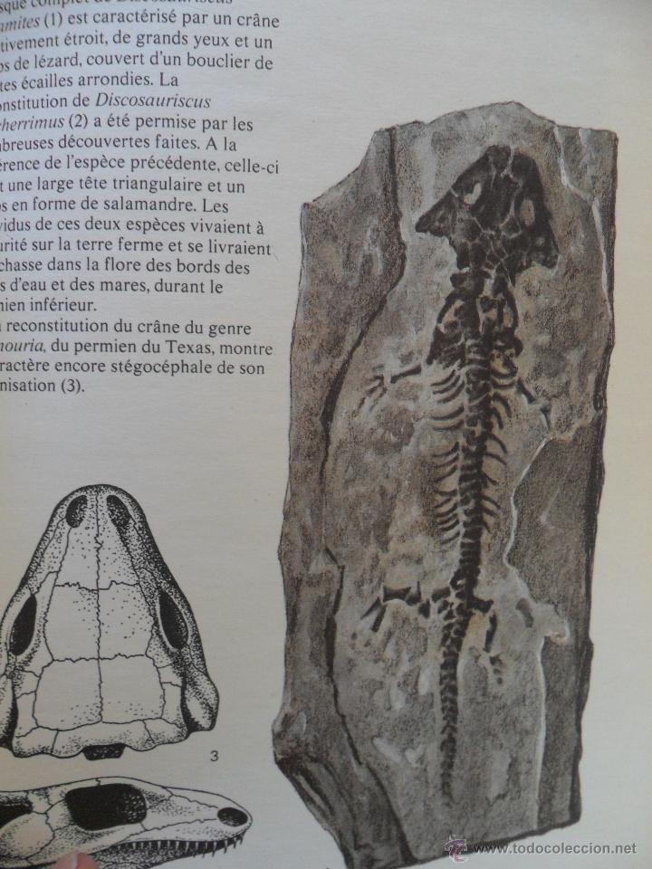 Libros de segunda mano: Fossiles. Rudolff Prokop. Ed. Gr&uuml;nd 1981 - Foto 5