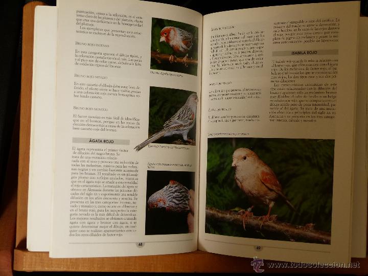 Libros de segunda mano: LOS CANARIOS DE COLOR - GIANNI RAVAZZI - Foto 3