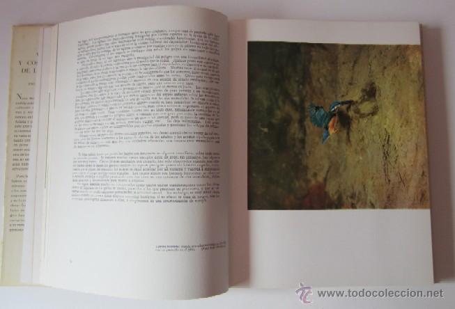 Libros de segunda mano: VIDA Y COSTUMBRES DE LAS AVES - Foto 3