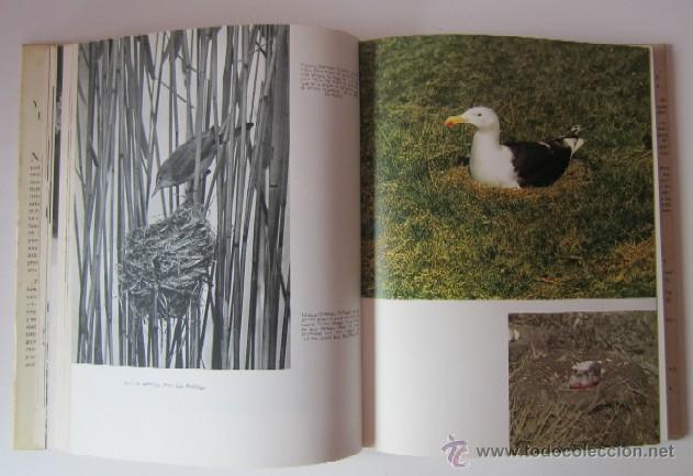 Libros de segunda mano: VIDA Y COSTUMBRES DE LAS AVES - Foto 5