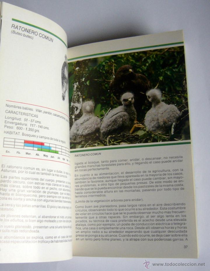 Libros de segunda mano: AVES RAPACES DE ASTURIAS - ERNESTO JUNCO - Foto 3
