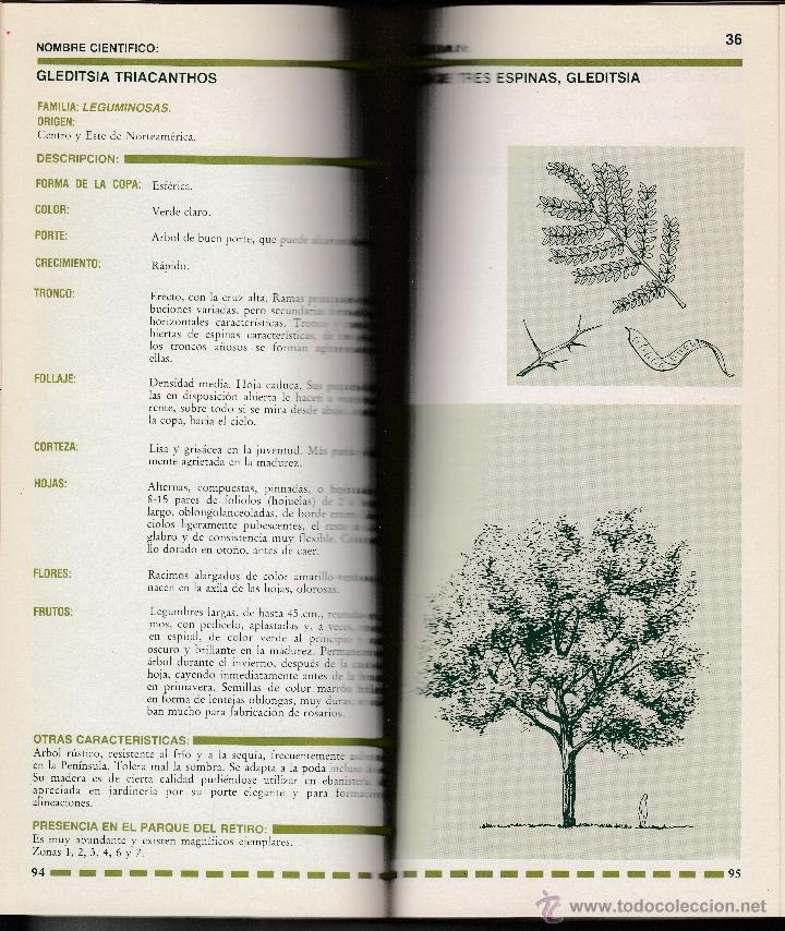 Libros de segunda mano: &Aacute;RBOLES DEL RETIRO, AYUNTAMIENTO DE MADRID, Env&iacute;o gratis - Foto 2