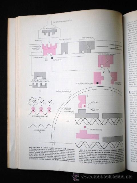 Libros de segunda mano: Diversos (Scientific American): El cerebro, Ed. Labor, 1983 - Foto 2