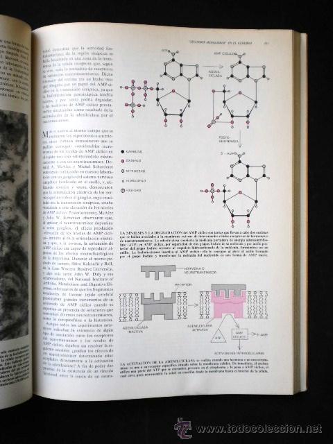 Libros de segunda mano: Diversos (Scientific American): El cerebro, Ed. Labor, 1983 - Foto 3