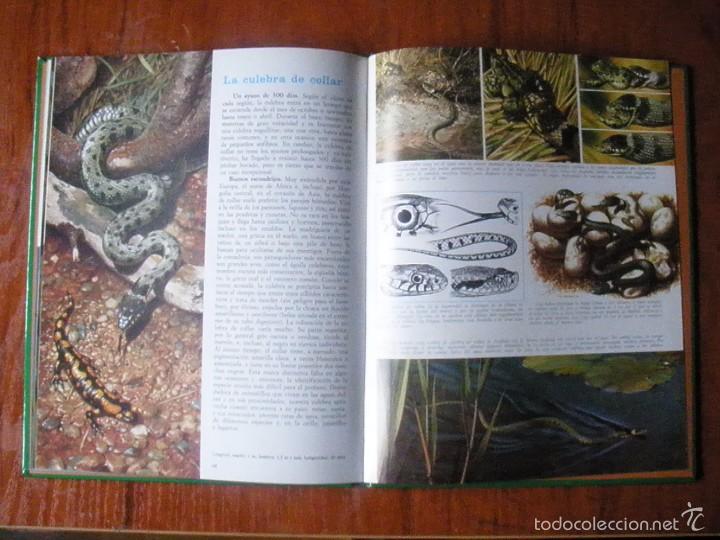 Libros de segunda mano: LIBRO VIDA SECRETA DE LOS ANIMALES EN LOS LAGOS Y RIOS (ED. FHER) - Foto 2