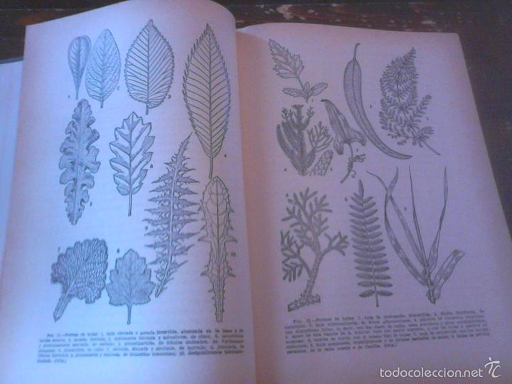 Libros de segunda mano: P&iacute;o Font Quer: Bot&aacute;nica pintoresca. Ed. Ram&oacute;n Sopena, 1964. - Foto 4