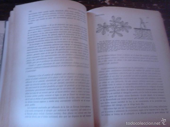 Libros de segunda mano: P&iacute;o Font Quer: Bot&aacute;nica pintoresca. Ed. Ram&oacute;n Sopena, 1964. - Foto 5