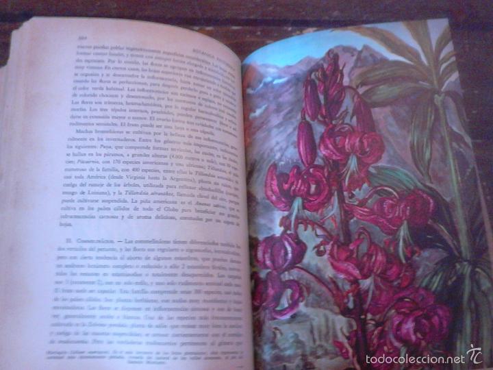 Libros de segunda mano: P&iacute;o Font Quer: Bot&aacute;nica pintoresca. Ed. Ram&oacute;n Sopena, 1964. - Foto 6
