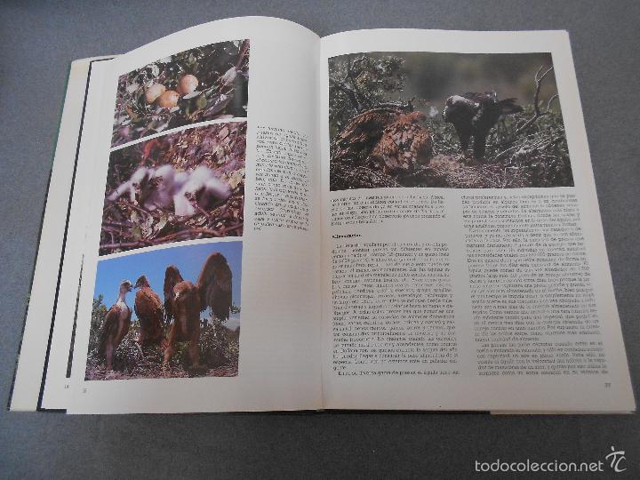 Libros de segunda mano: LAS RAPACES IBERICAS - Foto 5