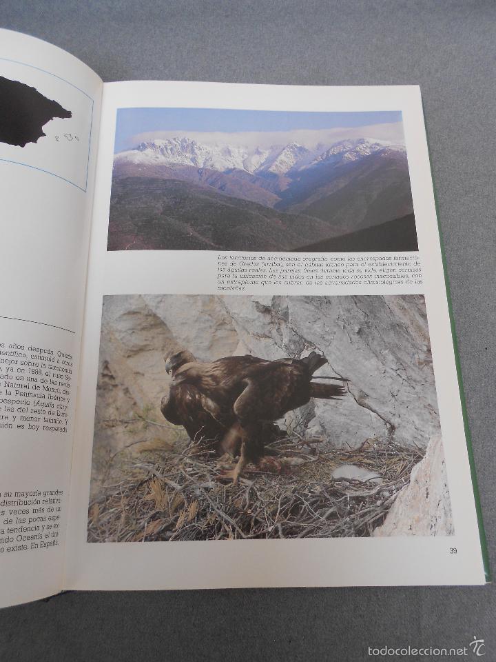 Libros de segunda mano: LAS RAPACES IBERICAS - Foto 6