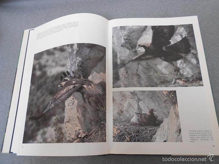 Libros de segunda mano: LAS RAPACES IBERICAS - Foto 7