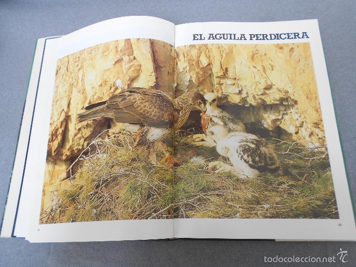 Libros de segunda mano: LAS RAPACES IBERICAS - Foto 8