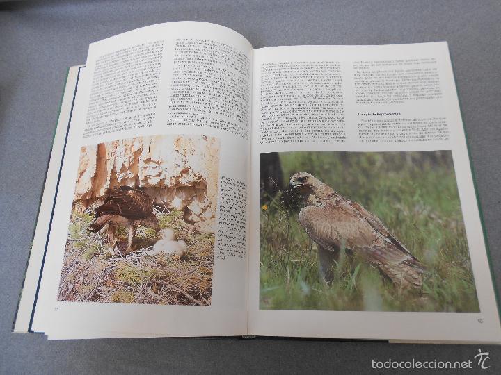 Libros de segunda mano: LAS RAPACES IBERICAS - Foto 9