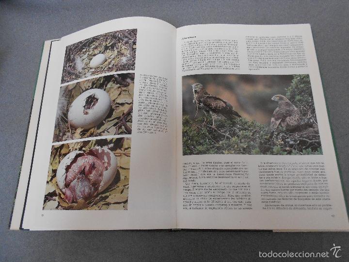 Libros de segunda mano: LAS RAPACES IBERICAS - Foto 10