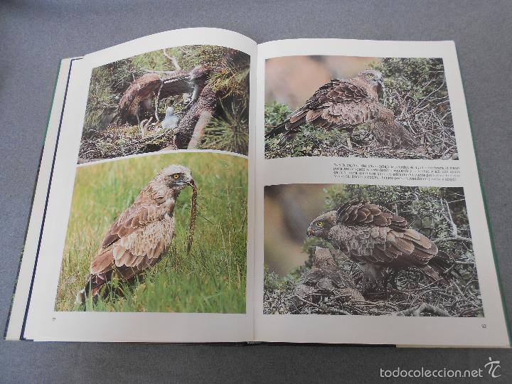 Libros de segunda mano: LAS RAPACES IBERICAS - Foto 11