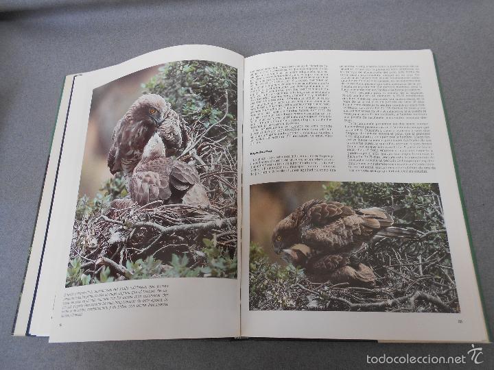 Libros de segunda mano: LAS RAPACES IBERICAS - Foto 12