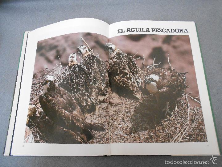 Libros de segunda mano: LAS RAPACES IBERICAS - Foto 13