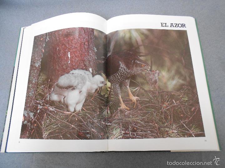 Libros de segunda mano: LAS RAPACES IBERICAS - Foto 14