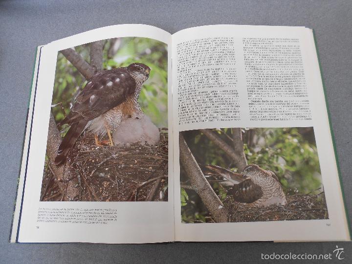 Libros de segunda mano: LAS RAPACES IBERICAS - Foto 16