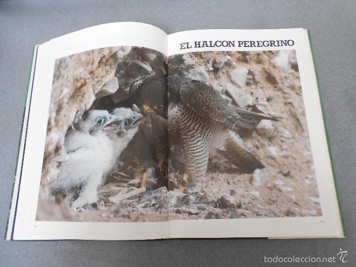 Libros de segunda mano: LAS RAPACES IBERICAS - Foto 17