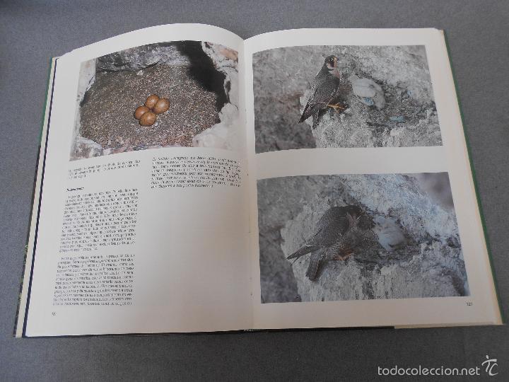 Libros de segunda mano: LAS RAPACES IBERICAS - Foto 18