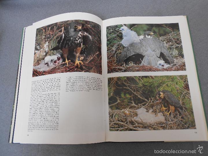 Libros de segunda mano: LAS RAPACES IBERICAS - Foto 19