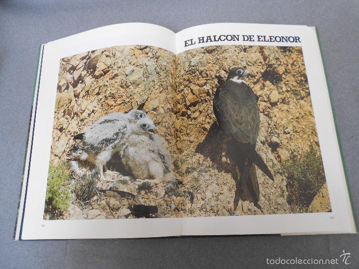 Libros de segunda mano: LAS RAPACES IBERICAS - Foto 20