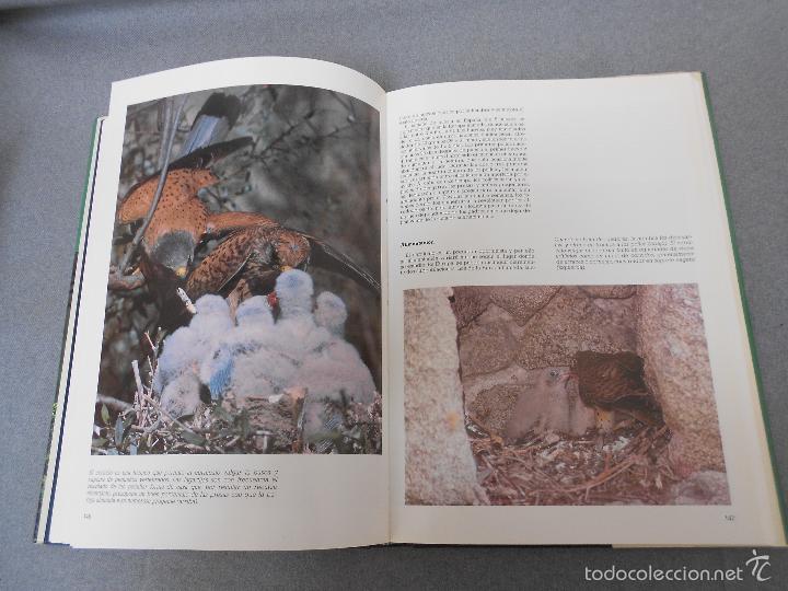 Libros de segunda mano: LAS RAPACES IBERICAS - Foto 21