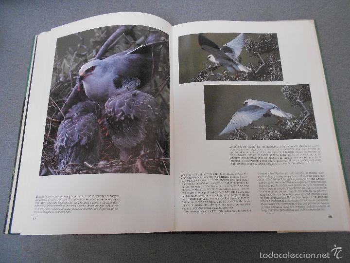 Libros de segunda mano: LAS RAPACES IBERICAS - Foto 23