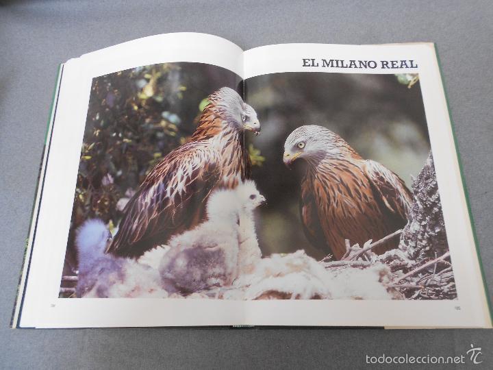Libros de segunda mano: LAS RAPACES IBERICAS - Foto 25