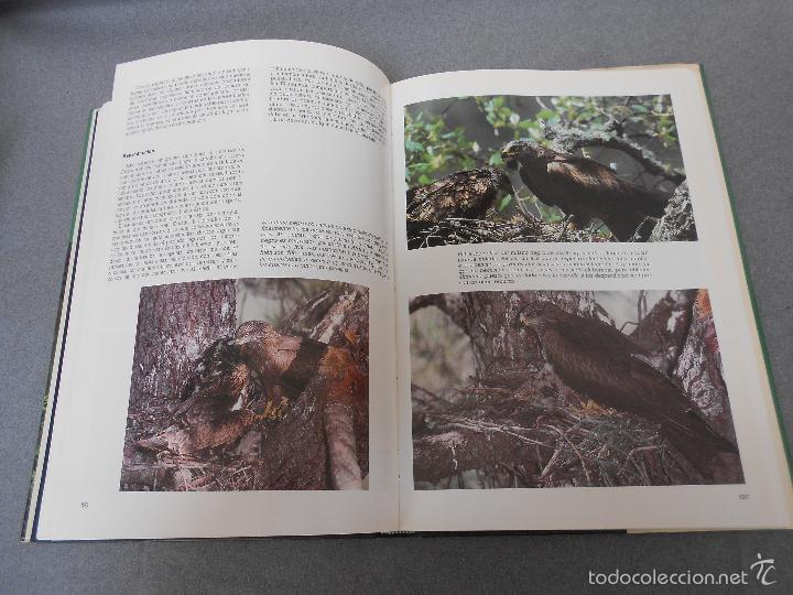 Libros de segunda mano: LAS RAPACES IBERICAS - Foto 26