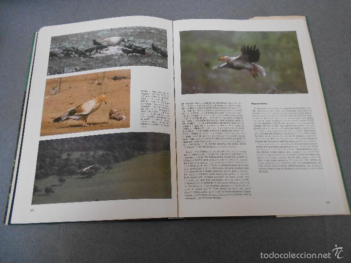 Libros de segunda mano: LAS RAPACES IBERICAS - Foto 29
