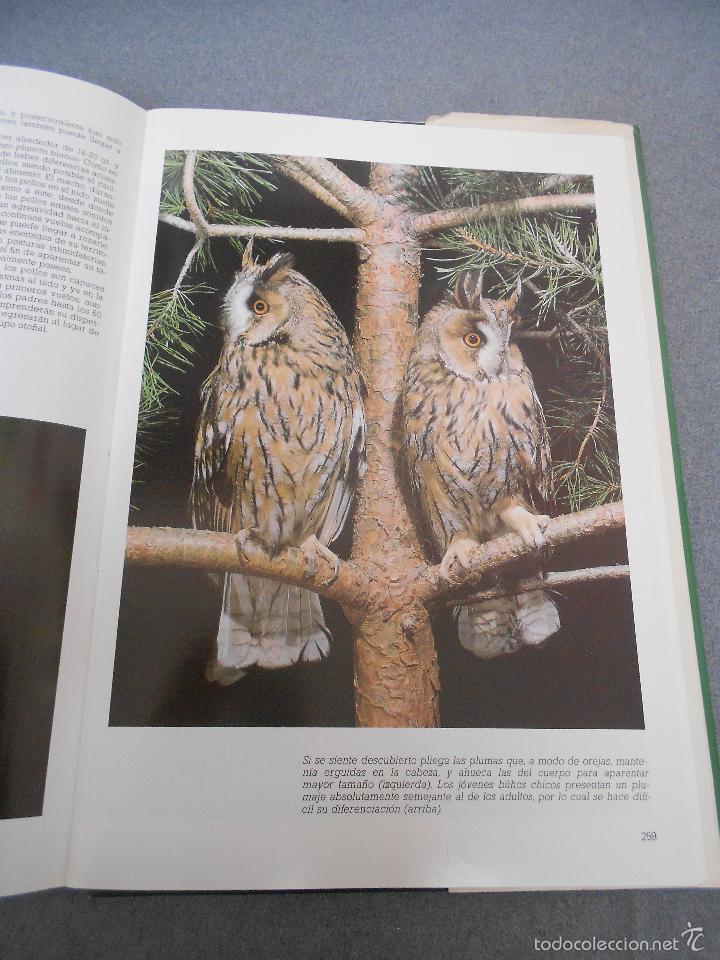 Libros de segunda mano: LAS RAPACES IBERICAS - Foto 33