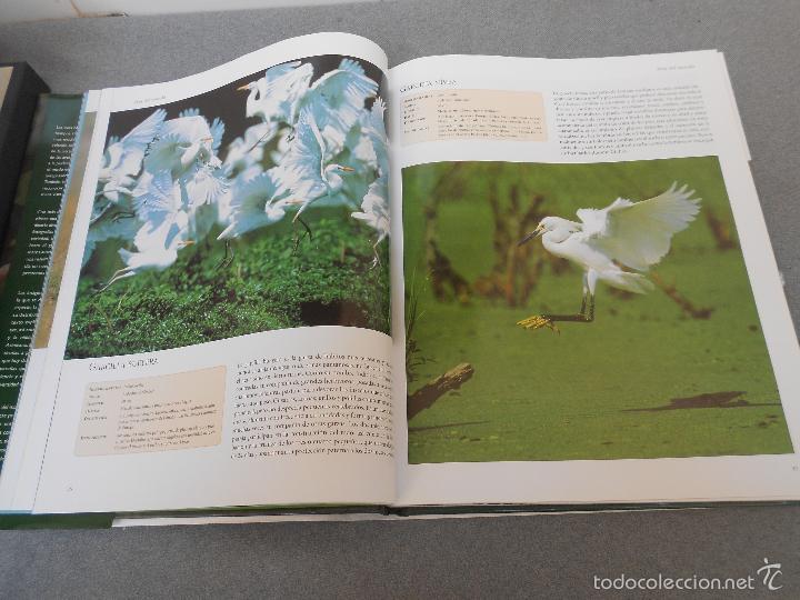 Libros de segunda mano: AVES DEL MUNDO - Foto 9