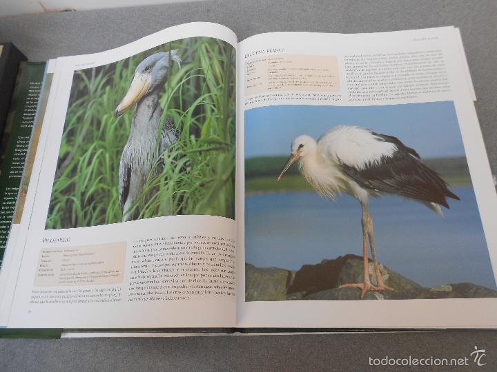 Libros de segunda mano: AVES DEL MUNDO - Foto 10
