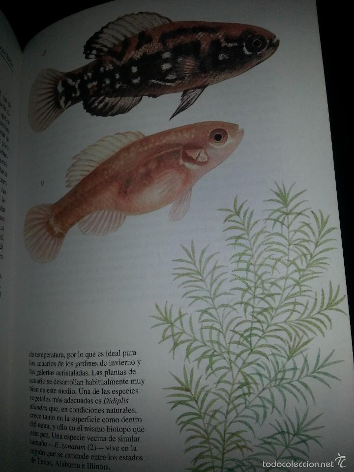 Libros de segunda mano: PECES DE ACUARIO SUSAETA EDICCIONES - Foto 3