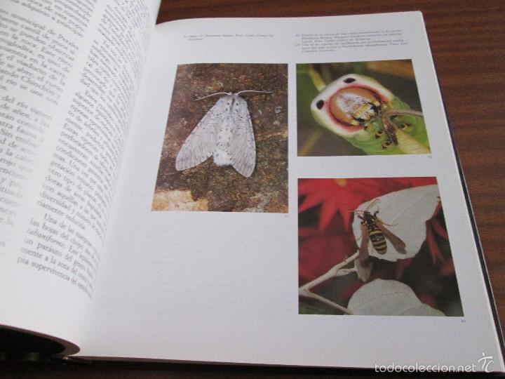 Libros de segunda mano: Mariposas del Sur de la Comunidad de Madrid - Foto 5
