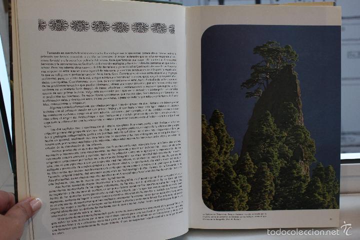 Libros de segunda mano: ESTUDIO SOBRE LA VEGETACION Y FLORA FORESTAL DE LAS CANARIAS OCCIDENTALES.AÑO 1976.LUIS CEBALLOS - Foto 2 - 58346650