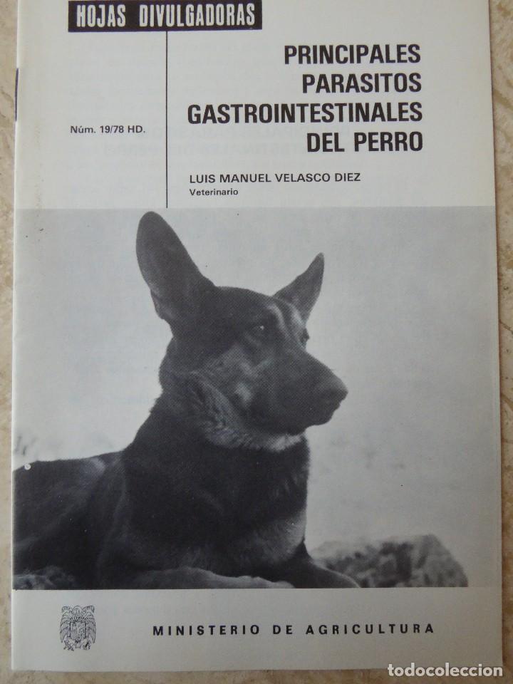 Second hand books: PRINCIPALES PAR&Aacute;SITOS GASTROINTESTINALES DEL PERRO. L.M. VELASCO D&Iacute;EZ