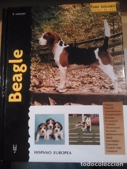 Libros de segunda mano: BEAGLE (Madrid, 2005) Serie Excellence. Razas de Hoy - Foto 1