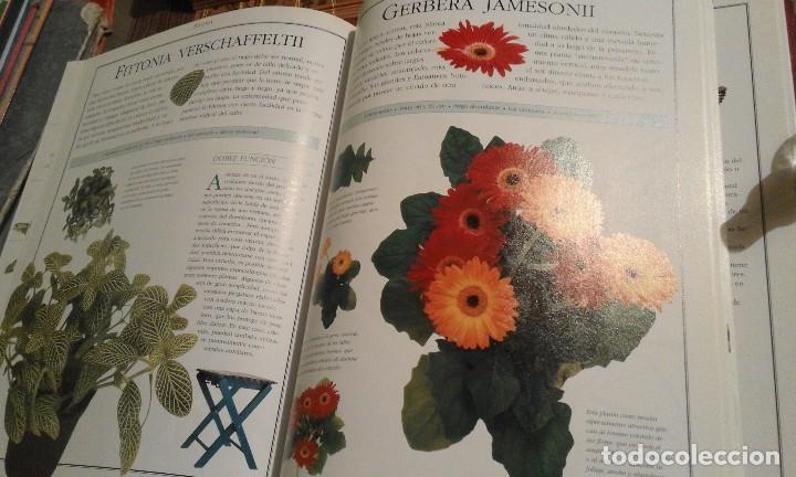 Libros de segunda mano: El libro de las Plantas. Ideas y cuidado de las plantas de interior - 1&ordf; edici&oacute;n 2000 - Foto 5