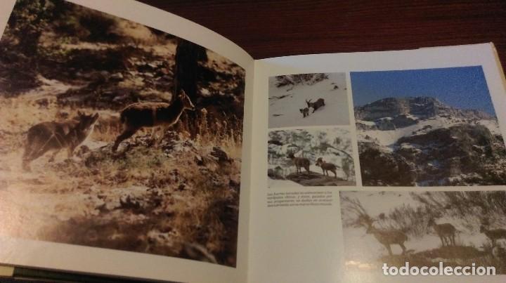 Libros de segunda mano: Los peque&ntilde;os del monte. Miguel Delibes de Castro - Foto 2