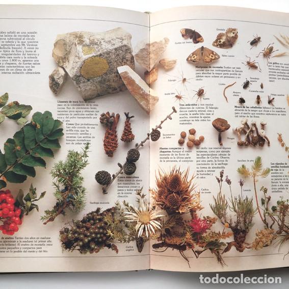 Libros de segunda mano: Gu&iacute;a del Naturalista - Gerald y Lee Durrell (Blume Ediciones) - Foto 2