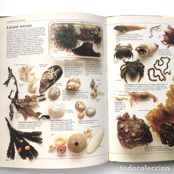 Libros de segunda mano: Gu&iacute;a del Naturalista - Gerald y Lee Durrell (Blume Ediciones) - Foto 3