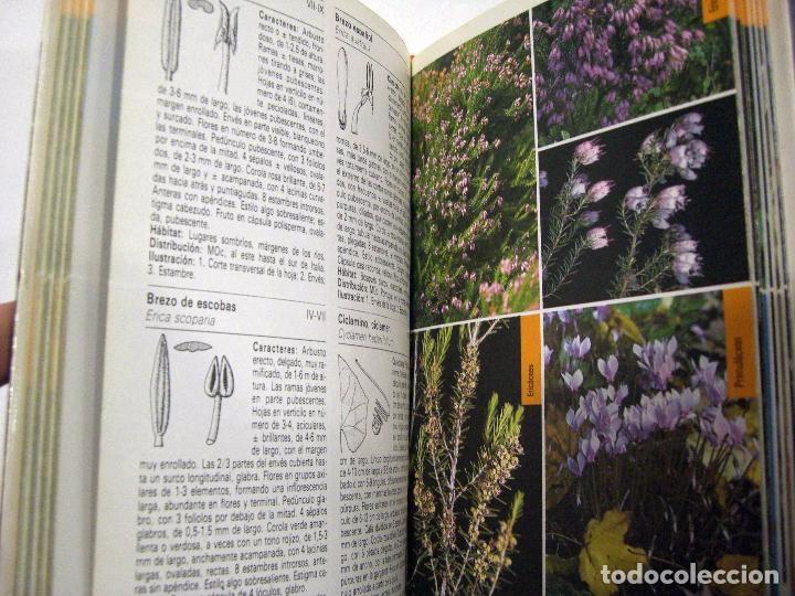 Libros de segunda mano: PLANTAS DEL MEDITERR&Aacute;NEO. BLUME, 1989. - Foto 4
